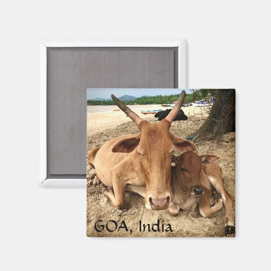 Kühe am Strand im indischen Magnet (Vorderseite/Rückseite)
