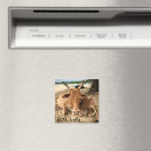 Kühe am Strand im indischen Magnet (In Situ (Geschirrspüler))