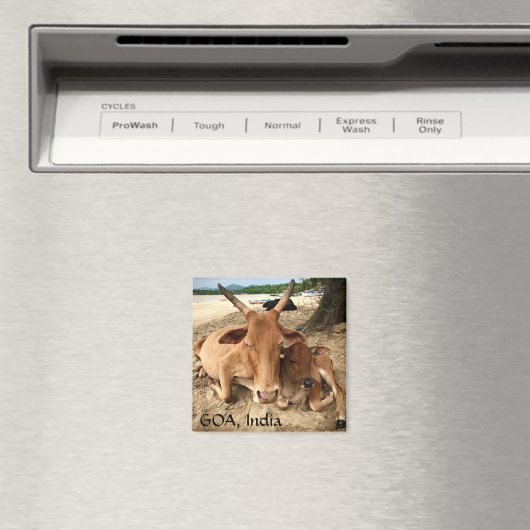 Kühe am Strand im indischen Magnet (In Situ (Geschirrspüler))