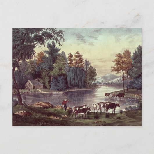 Kühe am Ufer eines Sees Postkarte (Vorderseite)