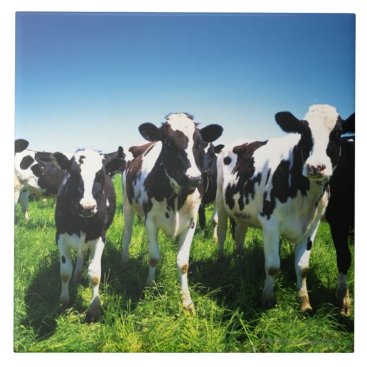 Kühe auf dem Gebiet, Betsukai-Stadt, Hokkaido Fliese (Vorderseite)