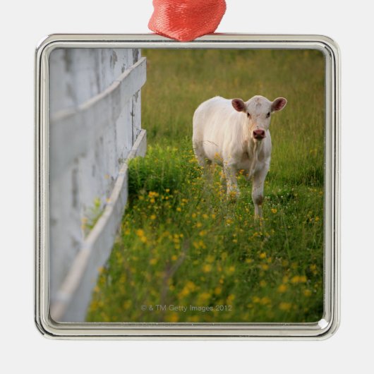 Kühe auf dem Gebiet Ornament Aus Metall (Vorne)