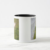 Kühe auf dem Gebiet Tasse (Zentrum)