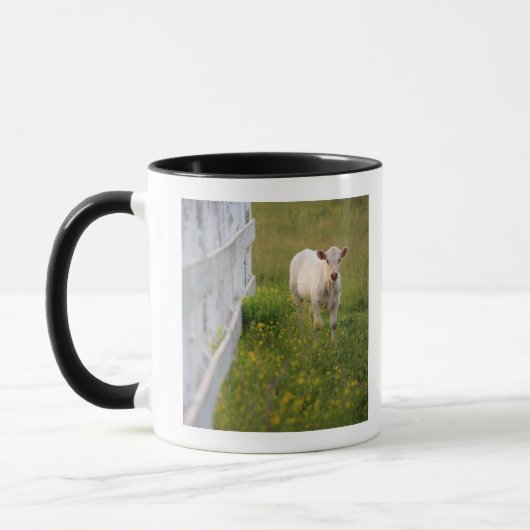 Kühe auf dem Gebiet Tasse (Links)