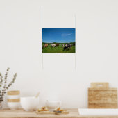 Kühe auf einem Feld Poster (Küche)