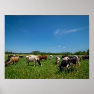 Kühe auf einem Feld Poster