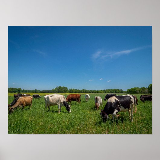 Kühe auf einem Feld Poster (Vorne)