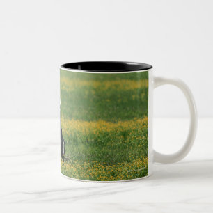 Kühe auf einem Gebiet der Blumen Zweifarbige Tasse