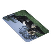 Kühe auf einer Weide Magnet (Rechte Seite)