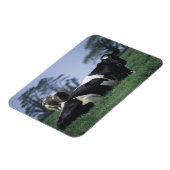 Kühe auf einer Weide Magnet (Linke Seite)