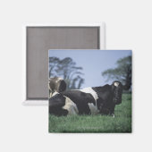 Kühe auf einer Weide Magnet (Vorderseite/Rückseite)