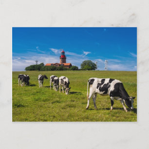 Kühe auf einer Wiese mit Leuchtturm Postkarte