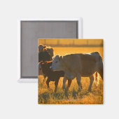 Kühe auf Weide 2 Magnet (Vorderseite/Rückseite)