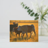 Kühe auf Weide 2 Postkarte (Stehend Vorderseite)