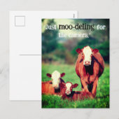 Kühe auf Weide Feiertagspostkarte (Vorne/Hinten)