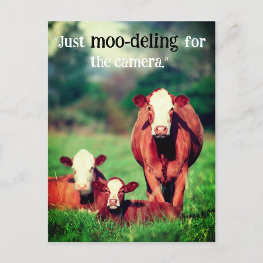 Kühe auf Weide Feiertagspostkarte (Vorderseite)
