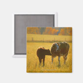 Kühe auf Weide Magnet (Vorderseite/Rückseite)