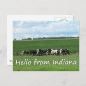 Kühe der Postkarte Indiana (Vorne/Hinten)