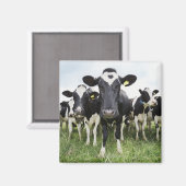 Kühe, die hintereinander stehend sind und die Kame Magnet (Vorderseite/Rückseite)