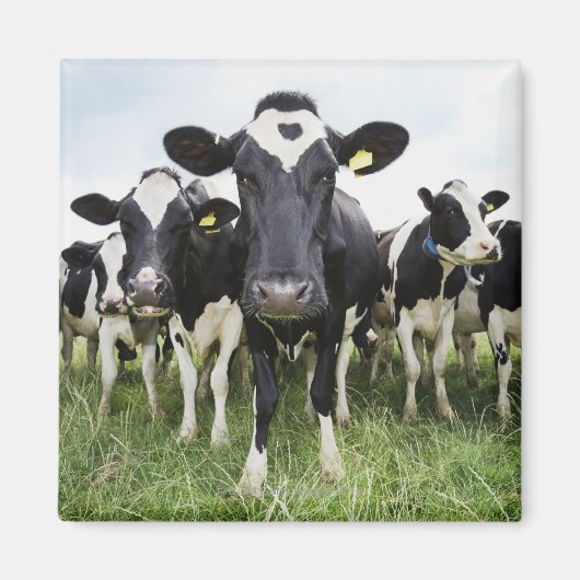 Kühe, die hintereinander stehend sind und die Kame Magnet (Vorne)