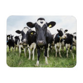 Kühe, die hintereinander stehend sind und die Kame Magnet (Horizontal)