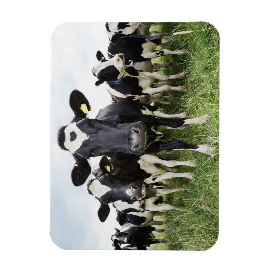 Kühe, die hintereinander stehend sind und die Kame Magnet (Vertikal)