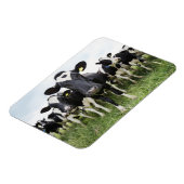 Kühe, die hintereinander stehend sind und die Kame Magnet (Linke Seite)