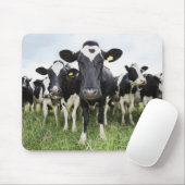 Kühe, die hintereinander stehend sind und die Kame Mousepad (Mit Mouse)