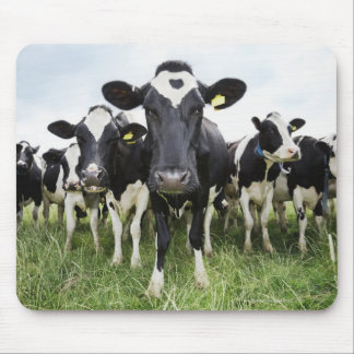 Kühe, die hintereinander stehend sind und die Kame Mousepad