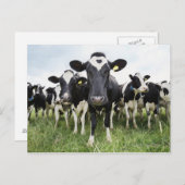 Kühe, die hintereinander stehend sind und die Kame Postkarte (Vorne/Hinten)