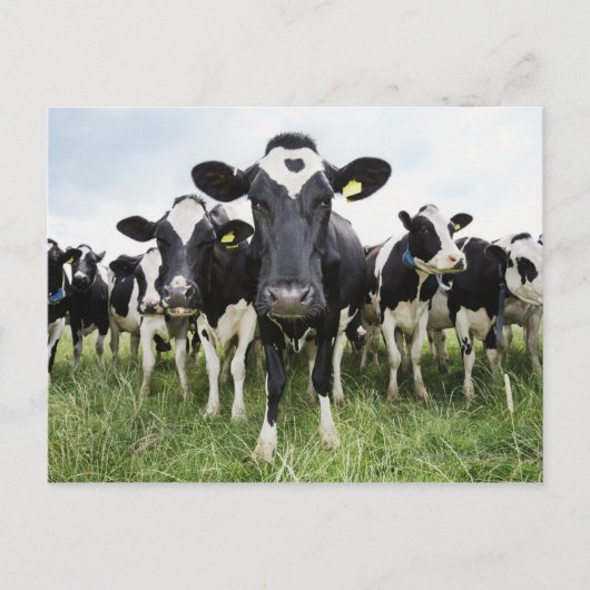 Kühe, die hintereinander stehend sind und die Kame Postkarte (Vorderseite)