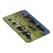 Kühe, die im Kanal, Henley, Taieri Schlicht, Magnet (Rechte Seite)