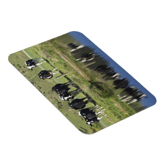 Kühe, die im Kanal, Henley, Taieri Schlicht, Magnet (Rechte Seite)