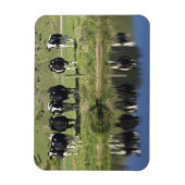 Kühe, die im Kanal, Henley, Taieri Schlicht, Magnet (Vertikal)