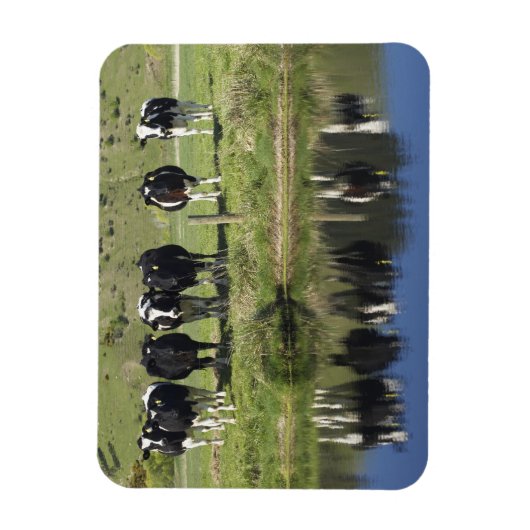 Kühe, die im Kanal, Henley, Taieri Schlicht, Magnet (Vertikal)