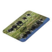 Kühe, die im Kanal, Henley, Taieri Schlicht, Magnet (Linke Seite)