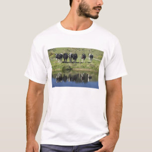 Kühe, die im Kanal, Henley, Taieri Schlicht, T-Shirt