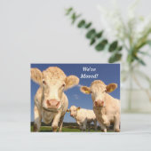 Kühe, die wir verschoben haben neue Adresse Postka Ankündigungspostkarte (Stehend Vorderseite)