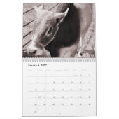 Kühe, ein Kalender 2016 (Jan 2027)