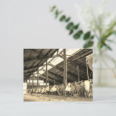 Kühe essen Heu in Stacheln Postkarte (Stehend Vorderseite)