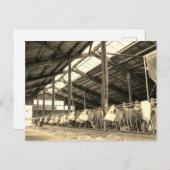 Kühe essen Heu in Stacheln Postkarte (Vorne/Hinten)