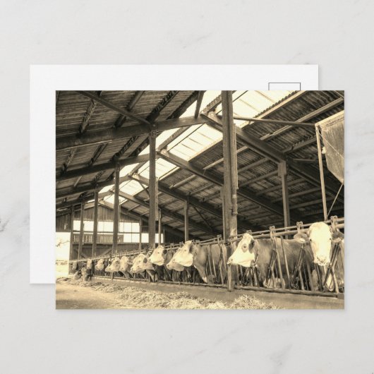 Kühe essen Heu in Stacheln Postkarte (Vorne/Hinten)