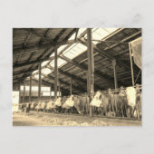 Kühe essen Heu in Stacheln Postkarte (Vorderseite)