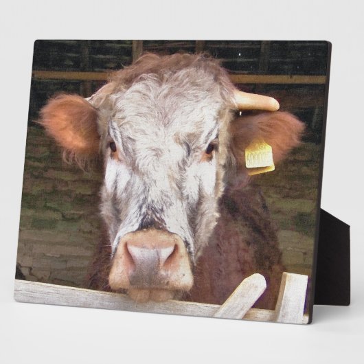 KUHE FOTOPLATTE (Seite)