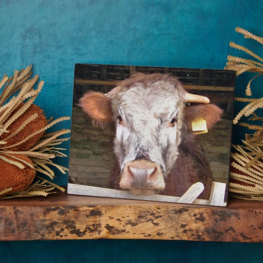 KUHE FOTOPLATTE (Seite)