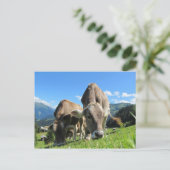 Kühe fressen Gras Postkarte (Stehend Vorderseite)