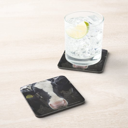 Kühe Getränkeuntersetzer (Rechte Seite)