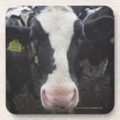 Kühe Getränkeuntersetzer (Vorderseite)