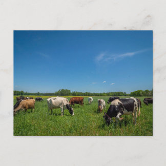 Kühe grasen bei Nice Farms Creamery Postkarte