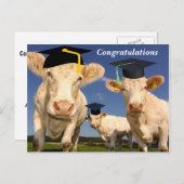 Kühe Herzlichen Glückwunsch Party Postkarte (Vorne/Hinten)